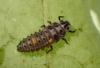 Adalia decempunctata